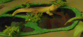 Add some flocking and bushes to a clear plastic base.

Drop in an Alligator for flavour